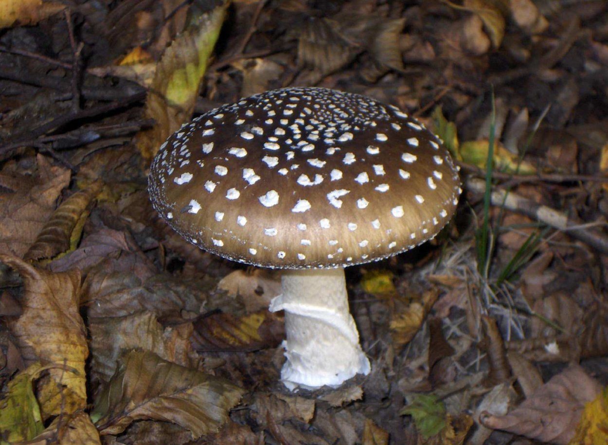 Agaricus muscarius — красный мухомор