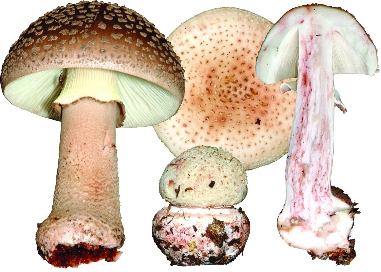 Гриб Amanita rubescens