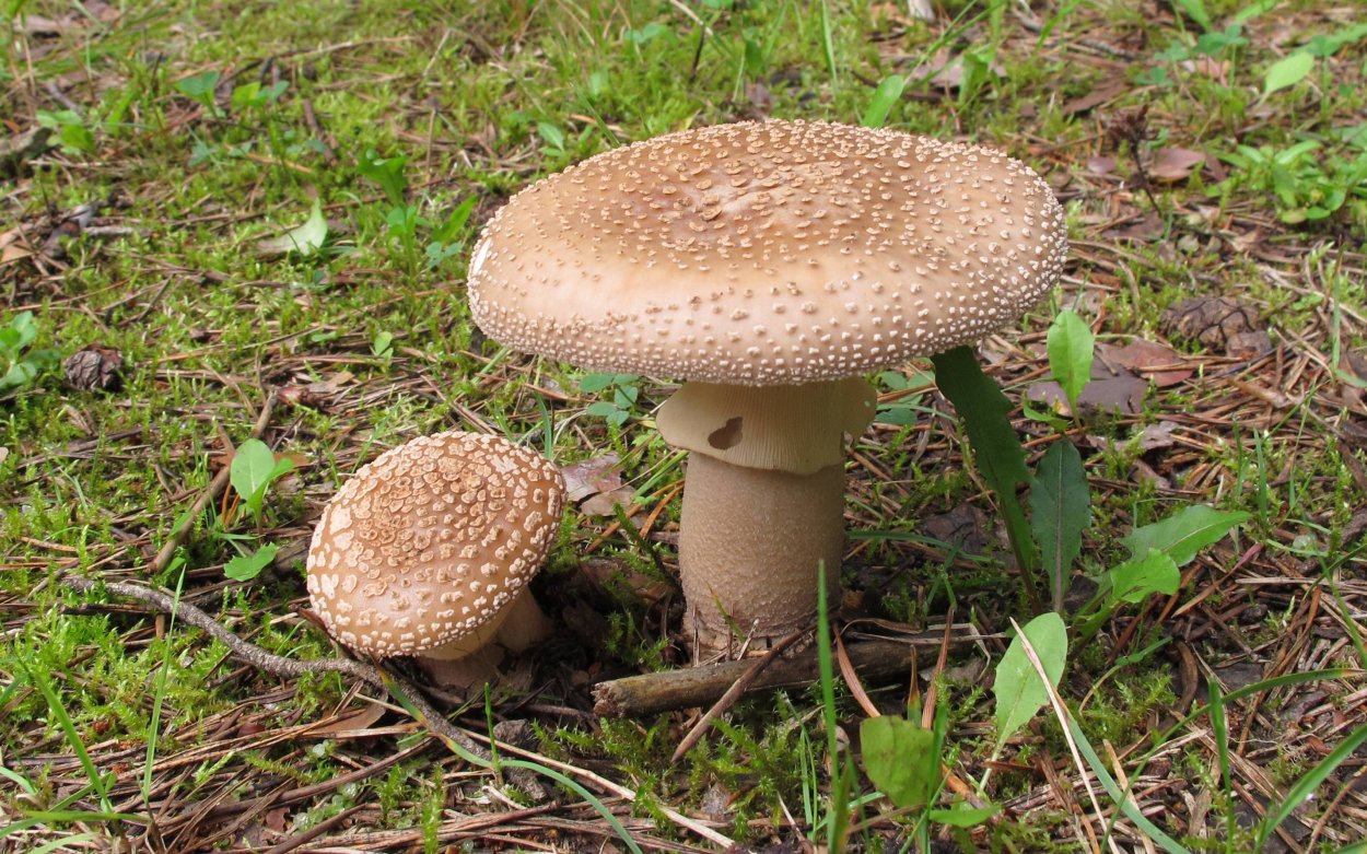 Мухомор серо-розовый Amanita rubescens