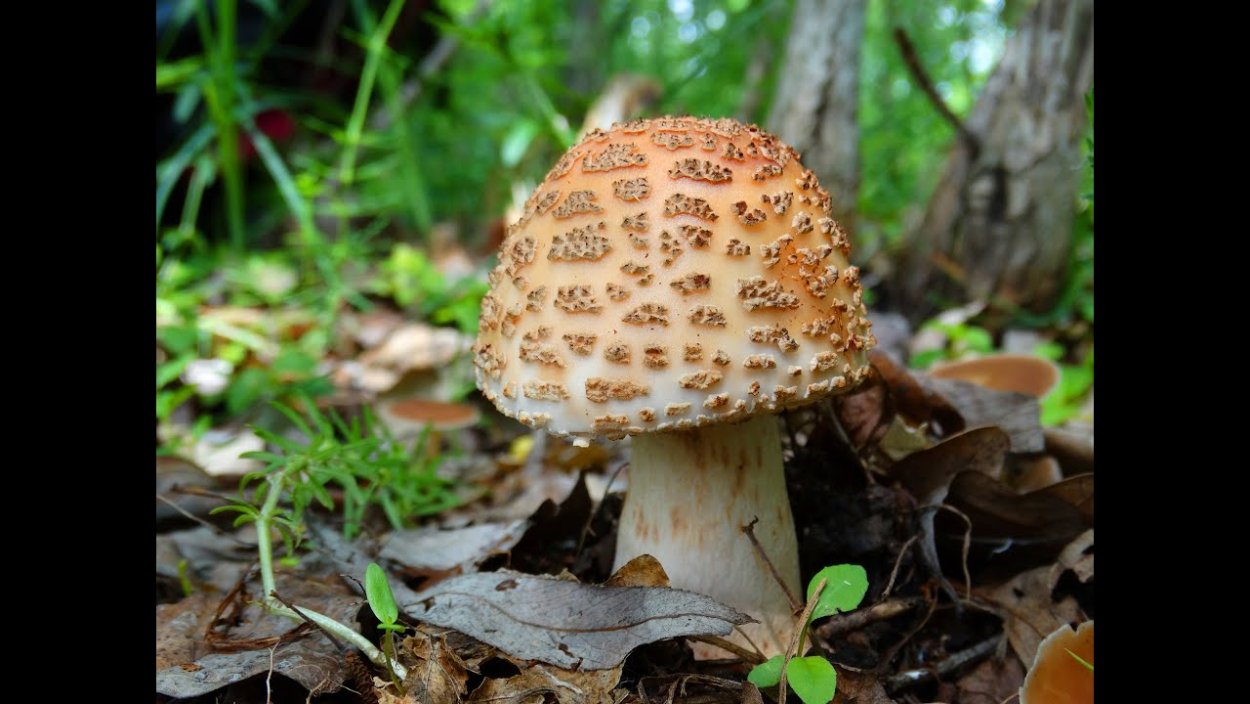Мухомор серо-розовый съедобный
