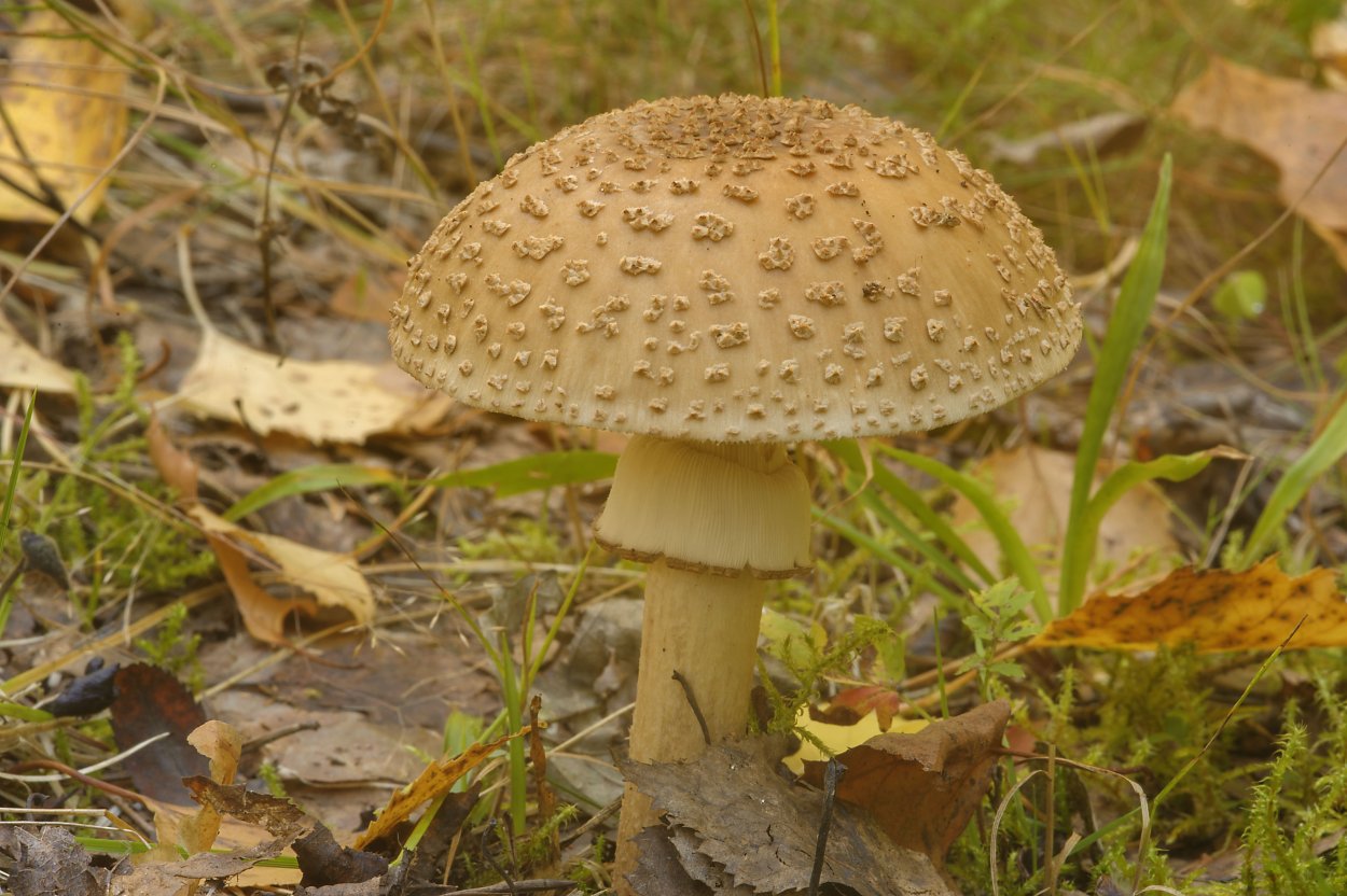 Гриб Amanita rubescens