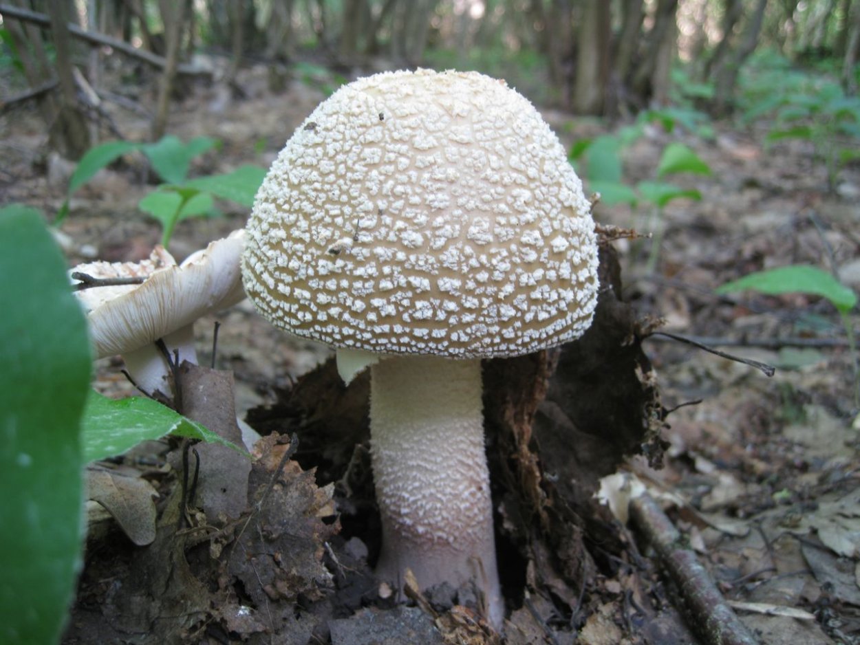 Agaricus muscarius — красный мухомор