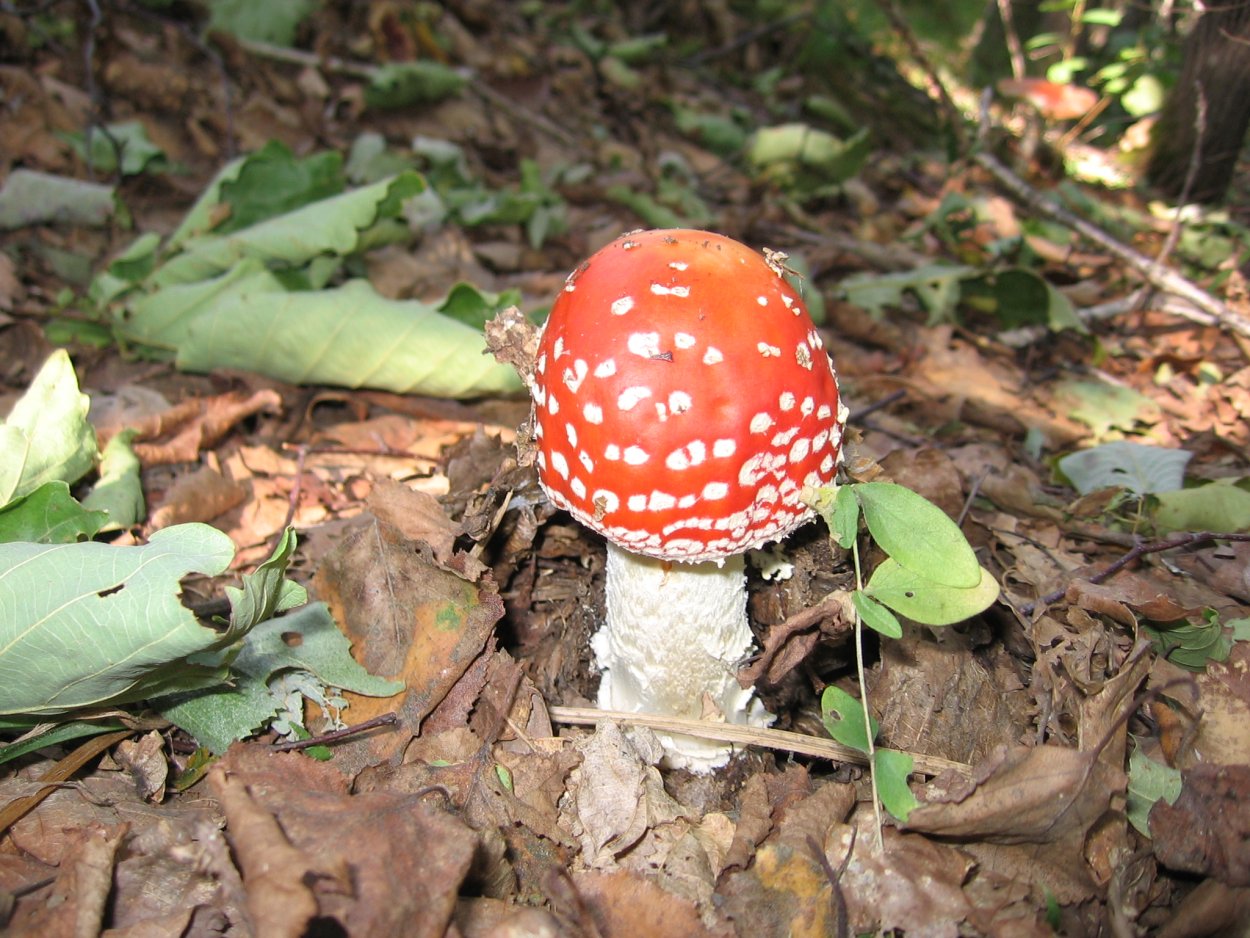 Мухомор съедобный гриб