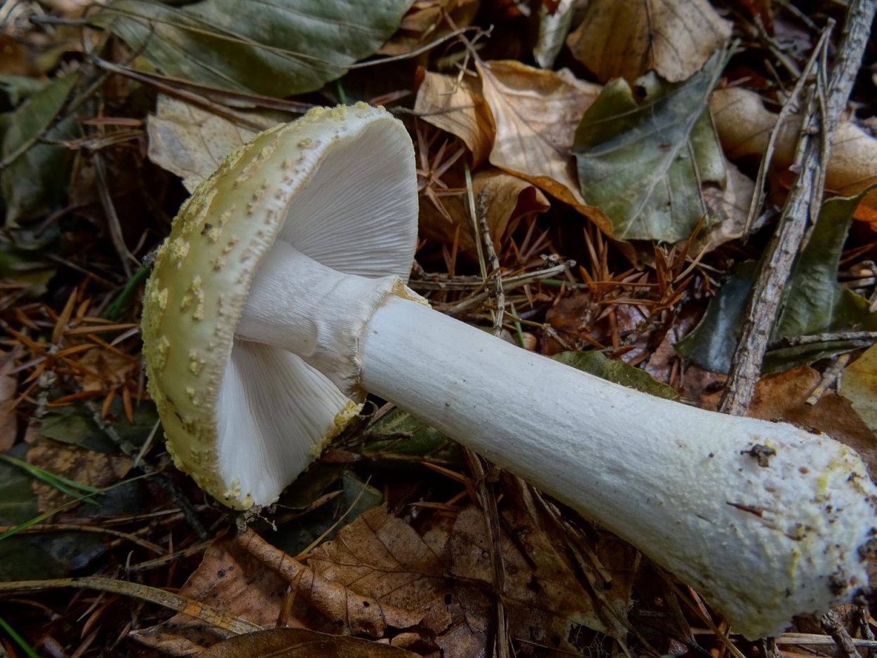 Розовый мухомор