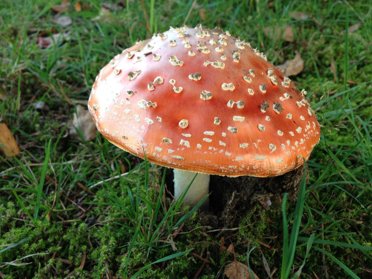 Гриб Amanita rubescens