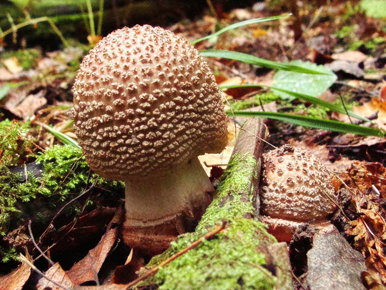 Белый мухомор шишковидный