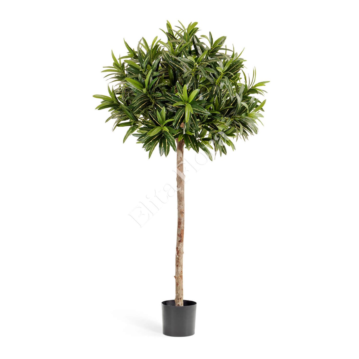 Кротон Голдфингер зонтичный 150 см