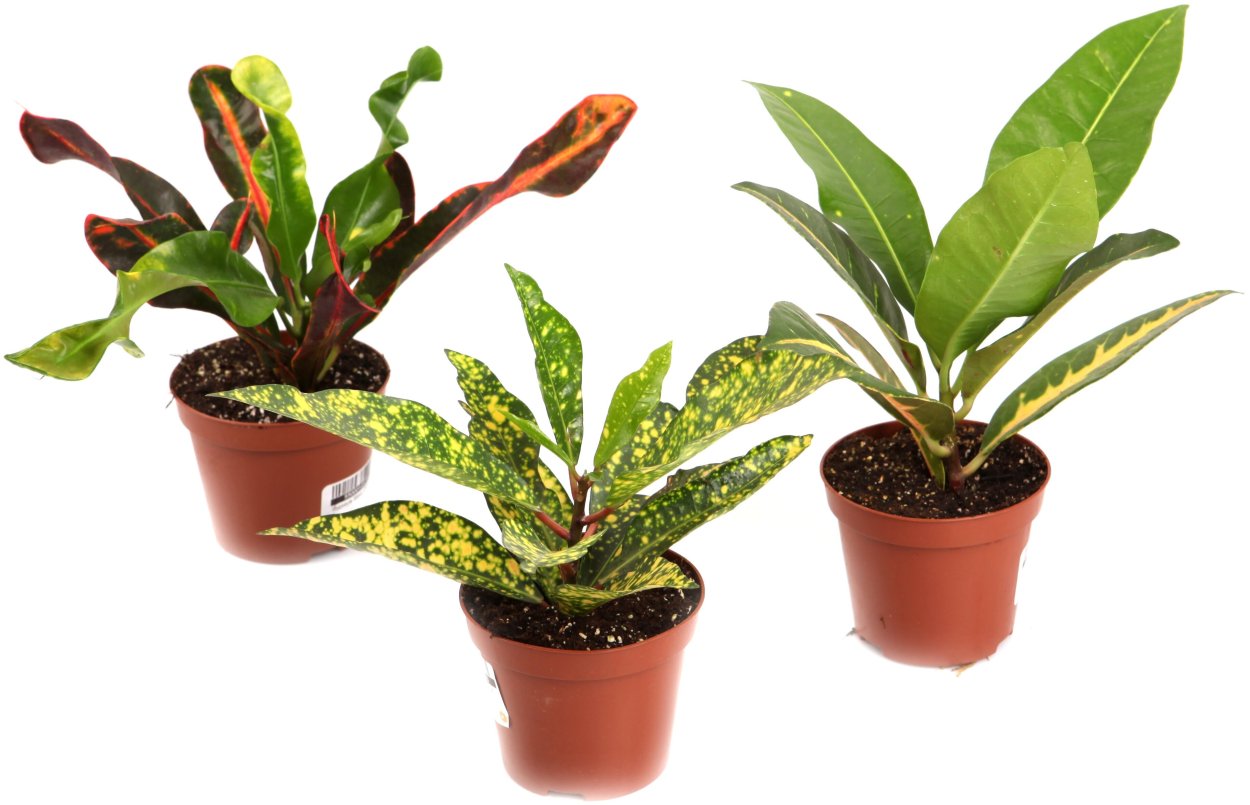 Кротон Джон Бендер