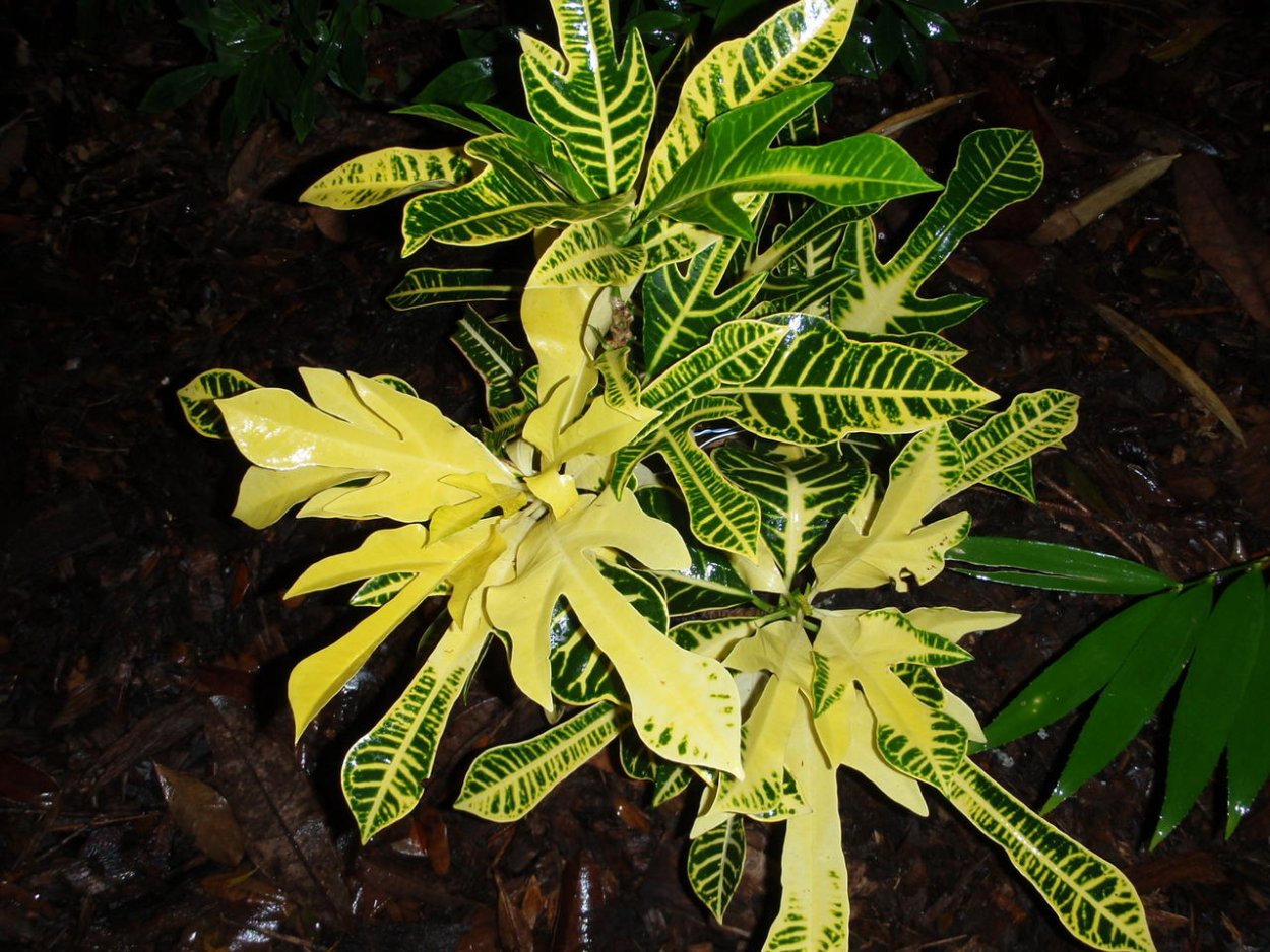 Пятнистая Пальма Кодиеум Кротон