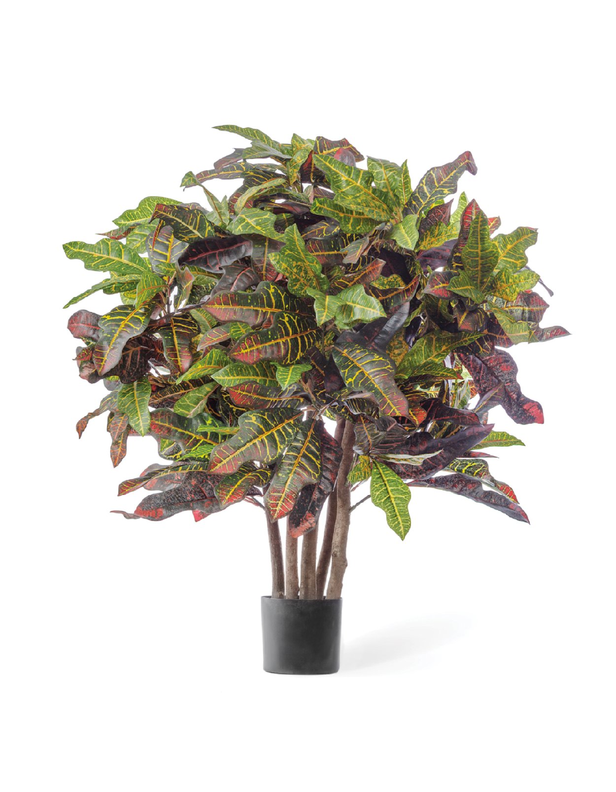 Кротон Экселент дерево