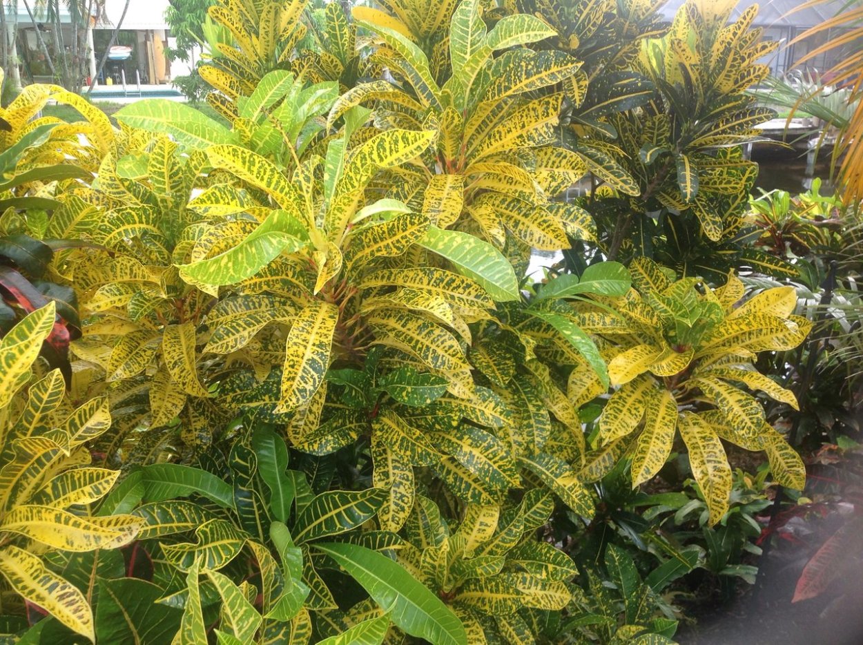 Кротон узколистный