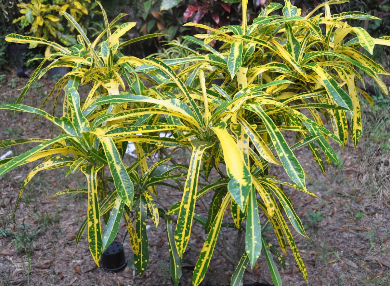 Кодиеум Red Banana