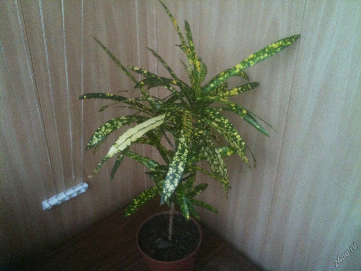 Кодиеум Кротон Пальма