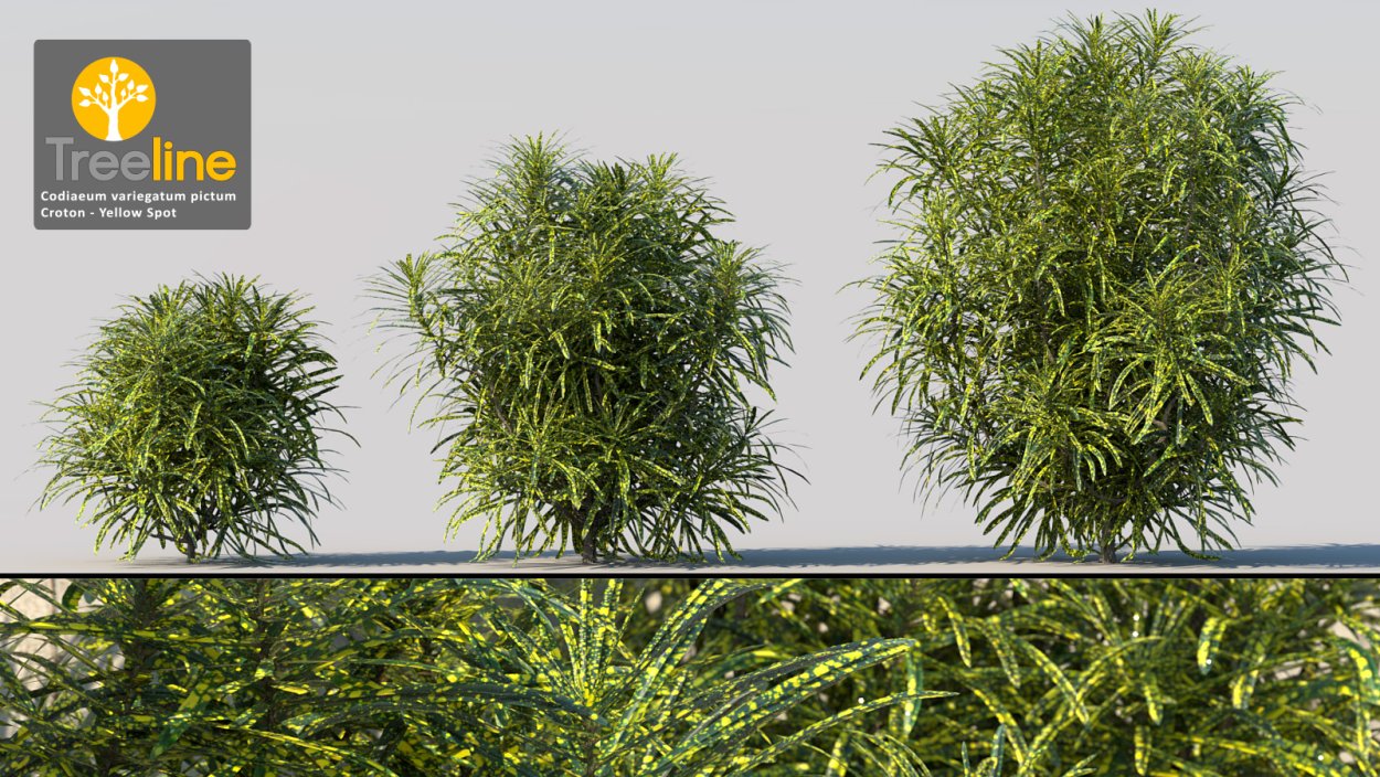 Кротон Санни Голд