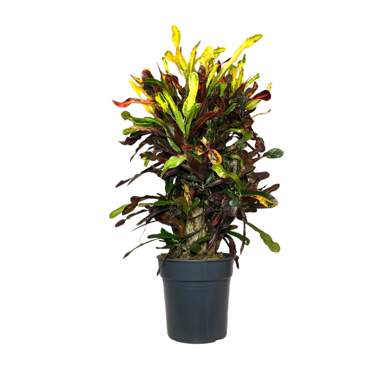 Кодиеум Золотая звезда