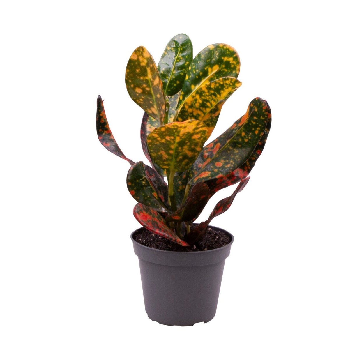 Паспорт растения Кротон