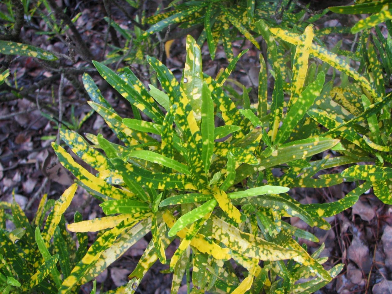 Джульетта Деларю Кротон