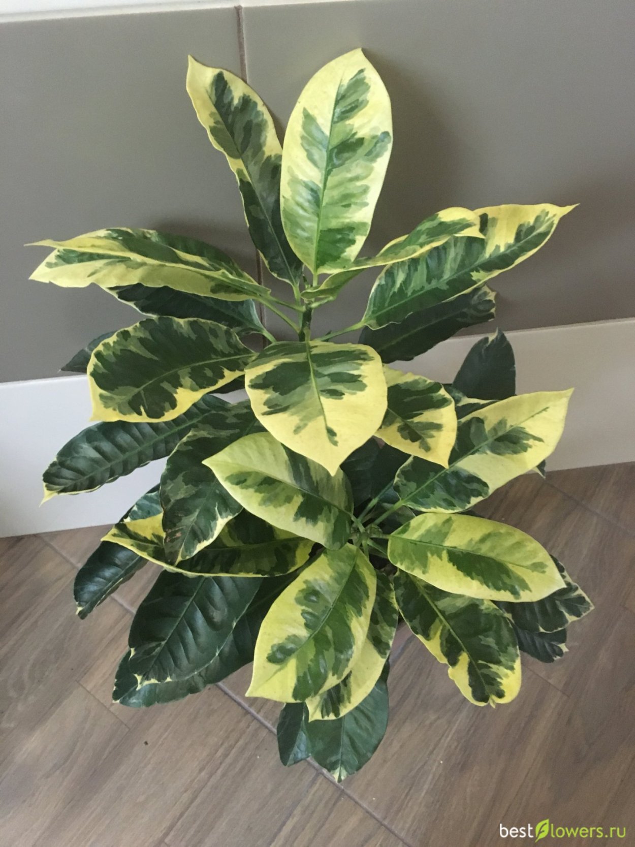 Кротон мадам Баттерфляй