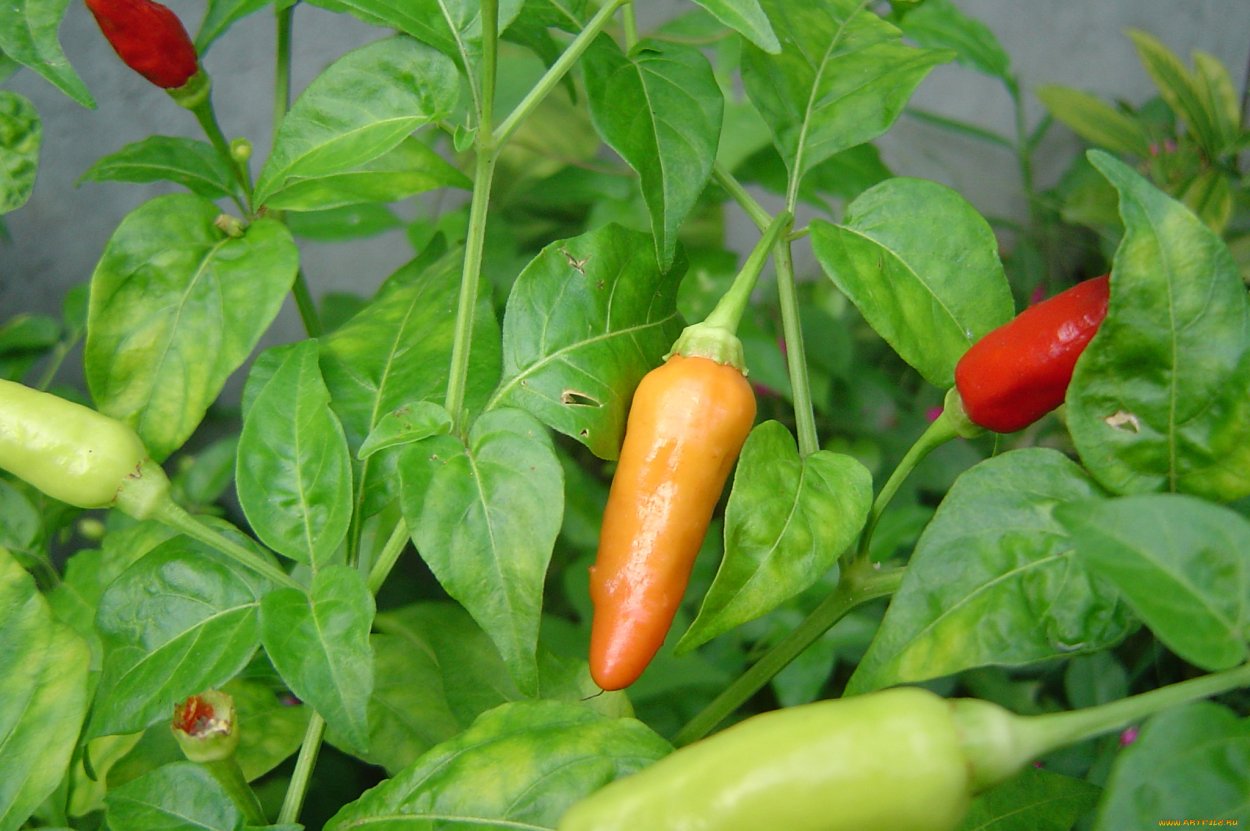 Перец огонек сладкий
