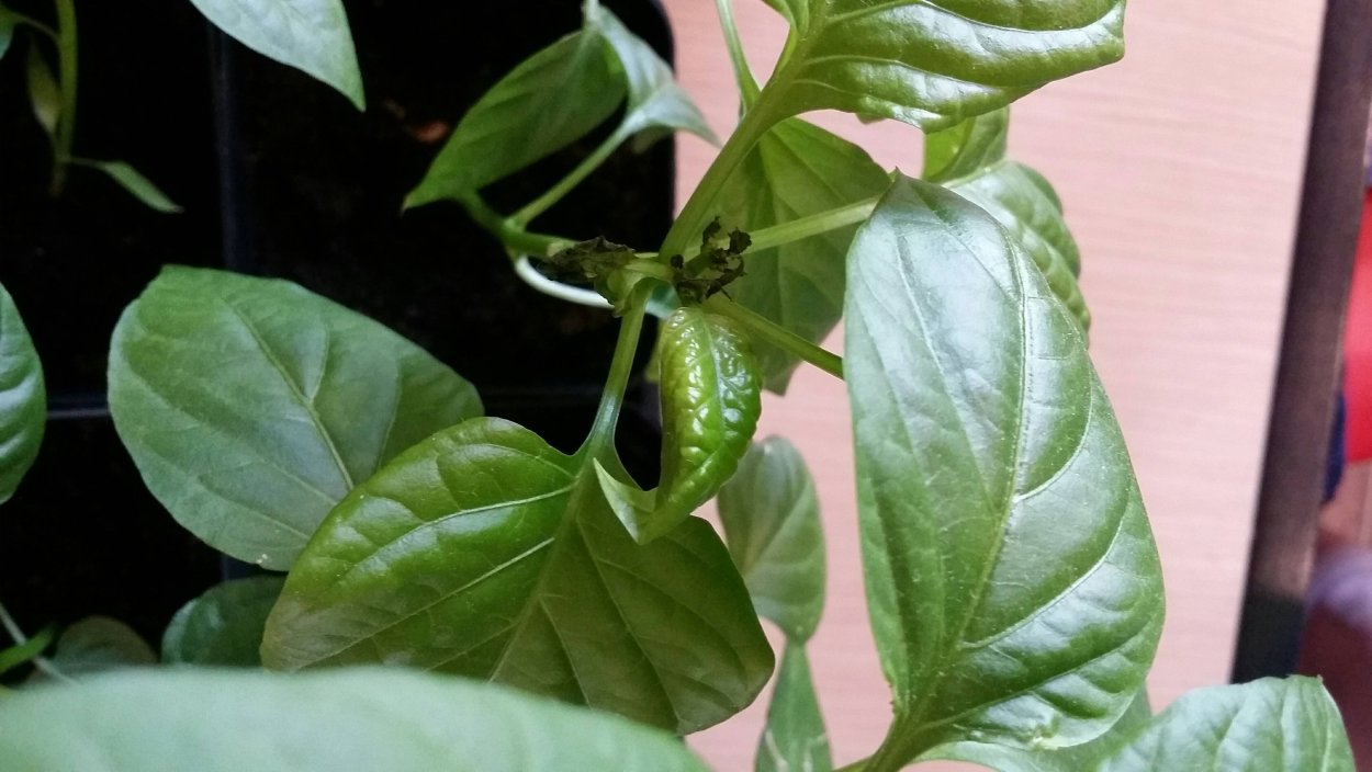 Курчавость рассады перцев