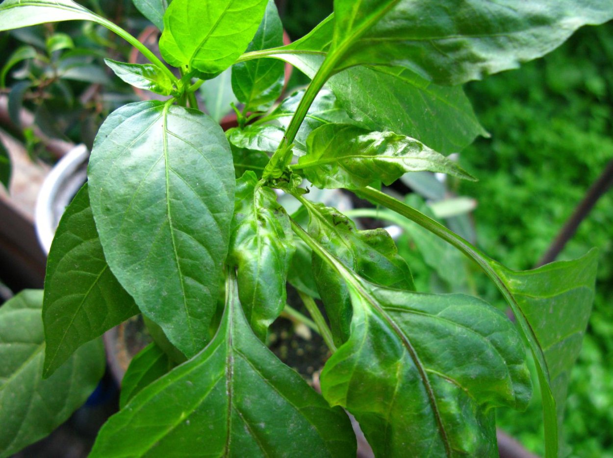 Антракноз рассады перца