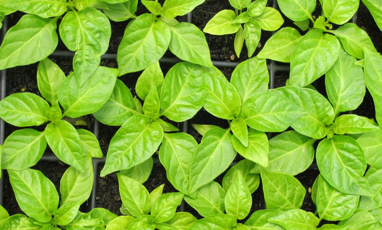 Пожелтение рассады перца