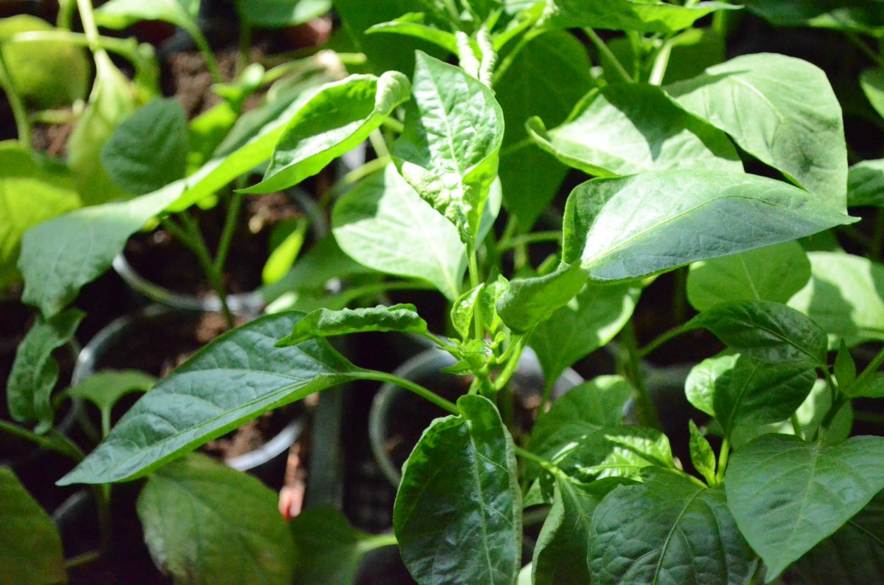 Вилт у перца