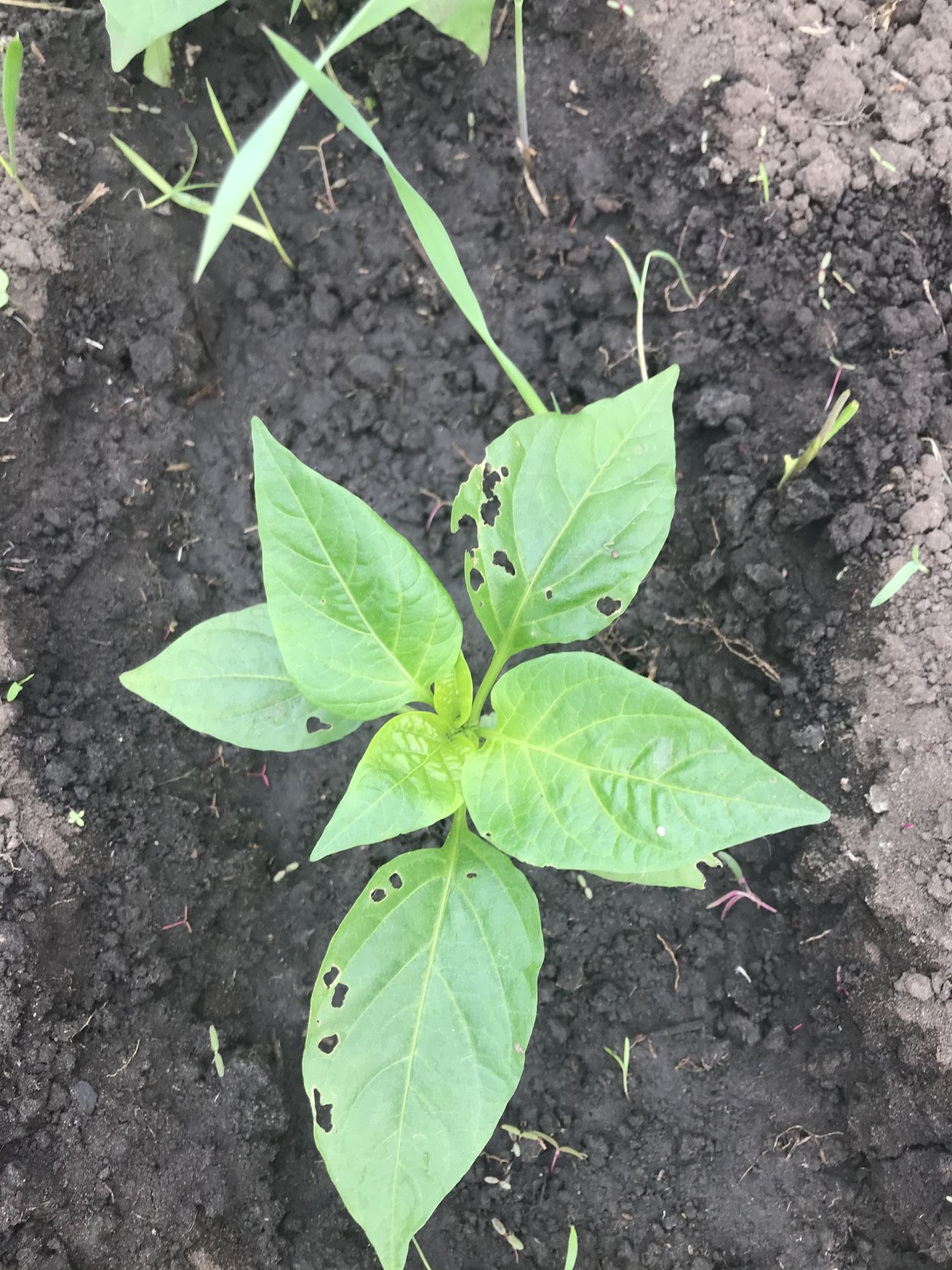 Перекормили перец рассаду перца в теплице