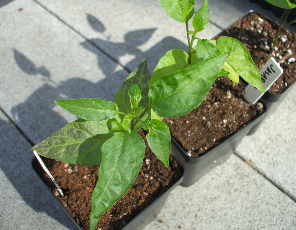 Септориоз рассады перца