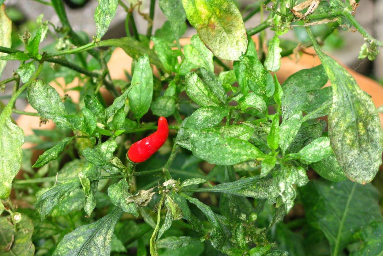 Фитофтороз рассады перцев