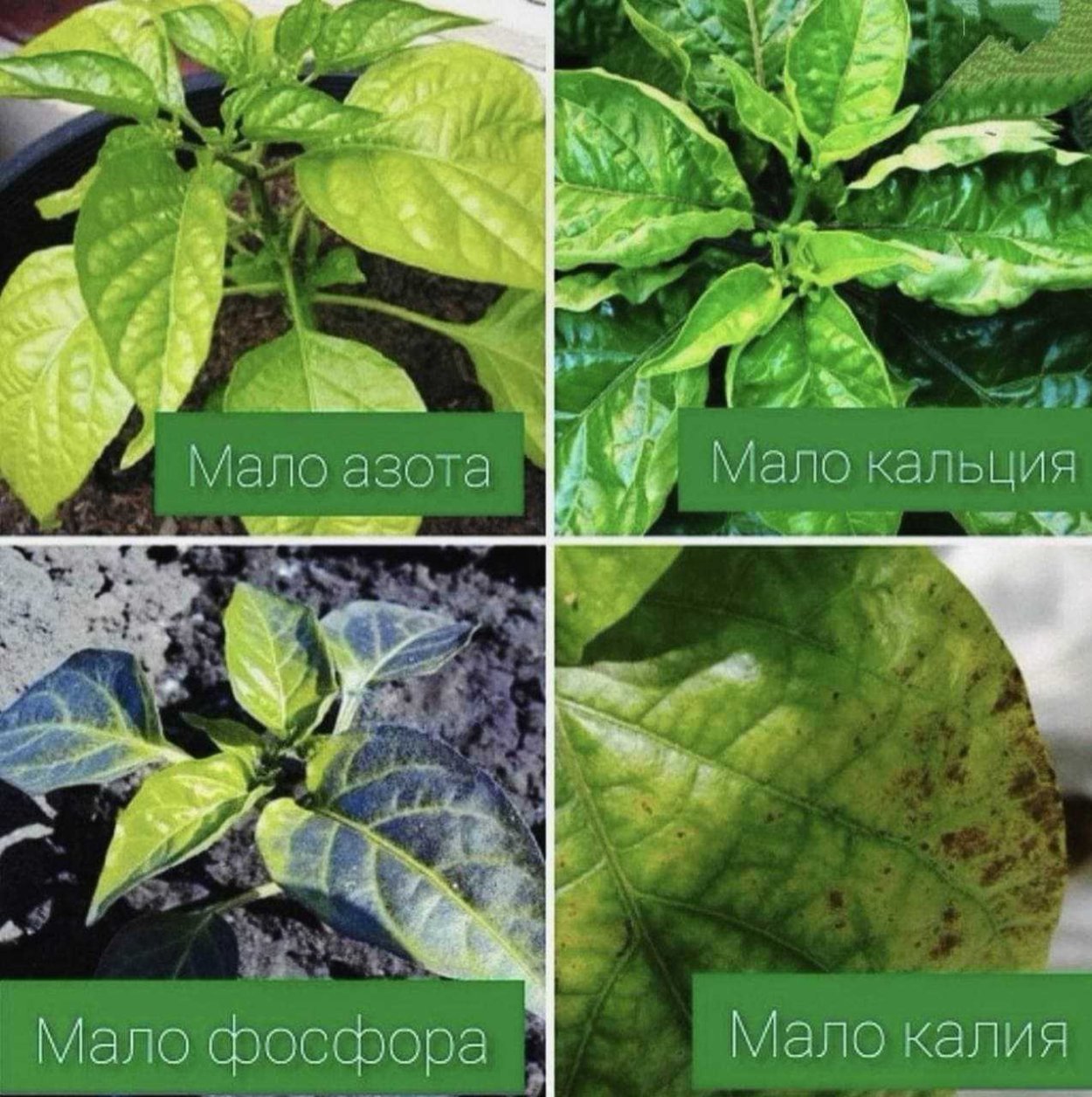 Рассада перцев 2 месяца