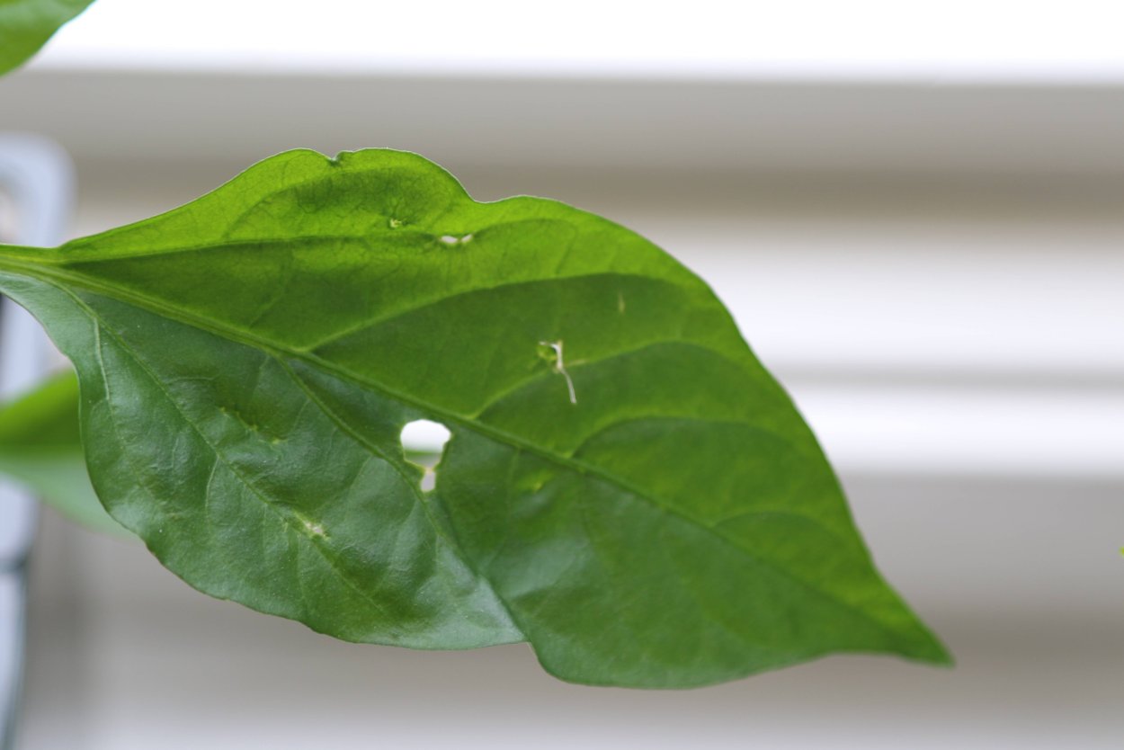 Листики перец паприка