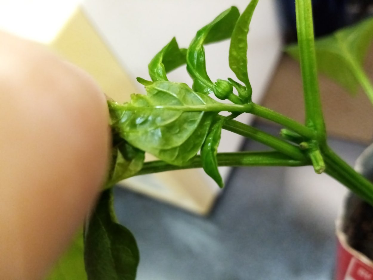 Ожоги от зеленого перца