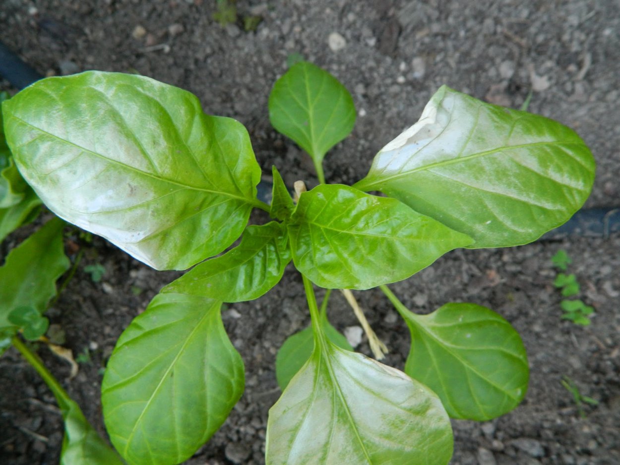 Чего не хватает перцам по листьям