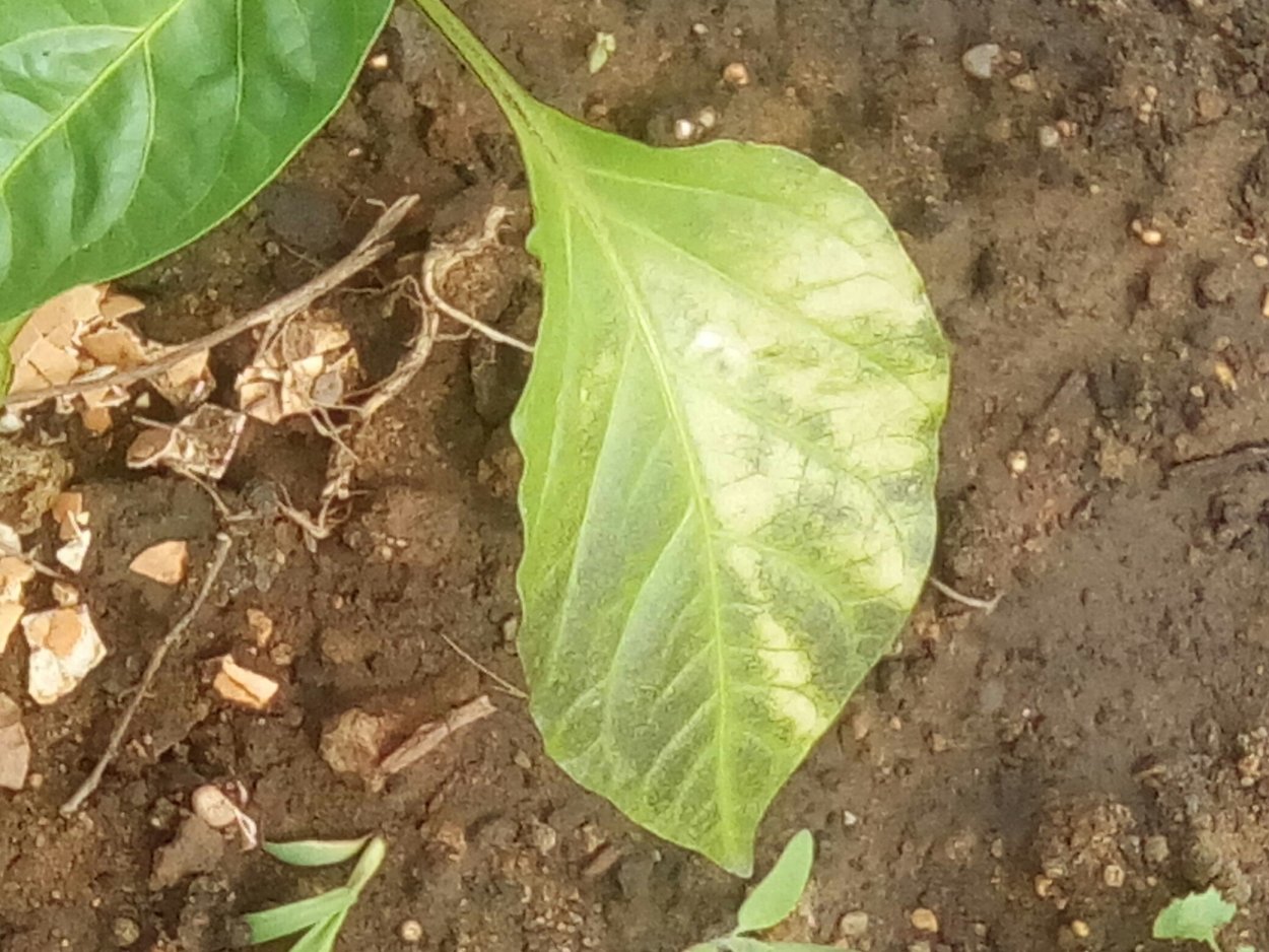 Белая пятнистость рассады перца