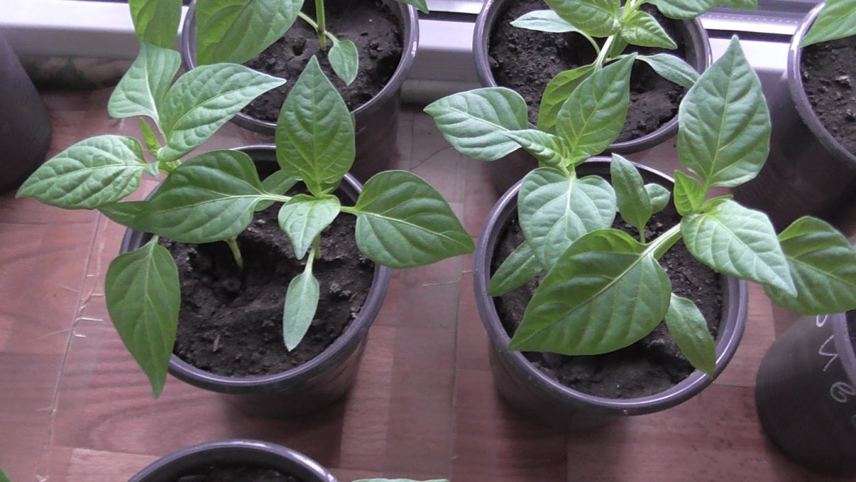 Стрик рассады перца