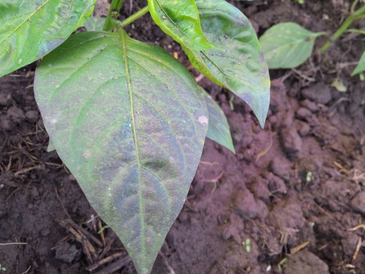 Фиолетовый цвет листьев у перцев