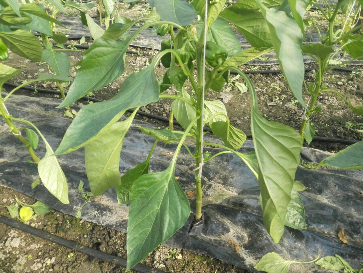 Хлороз листьев у болгарского перца