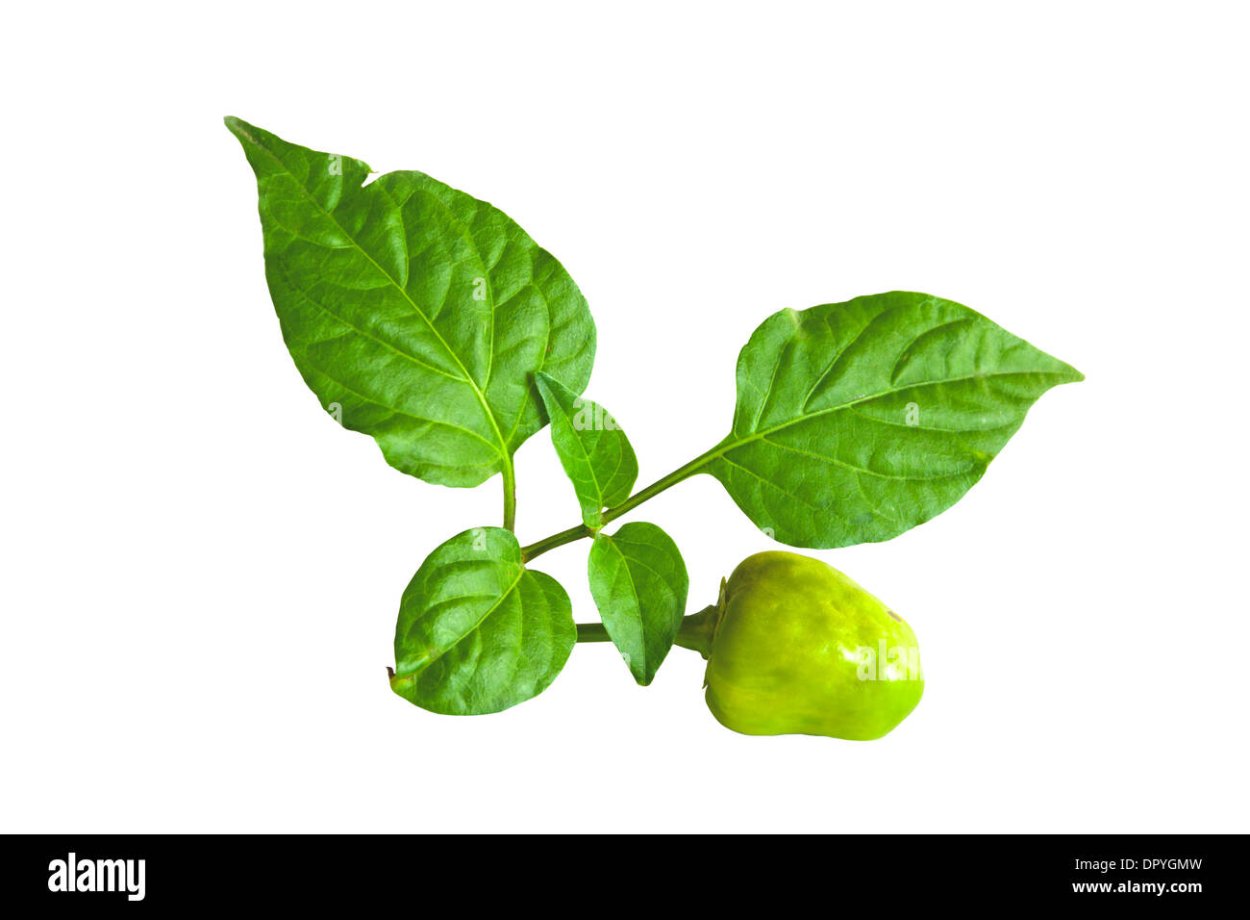 Светло зеленые листья у перцев