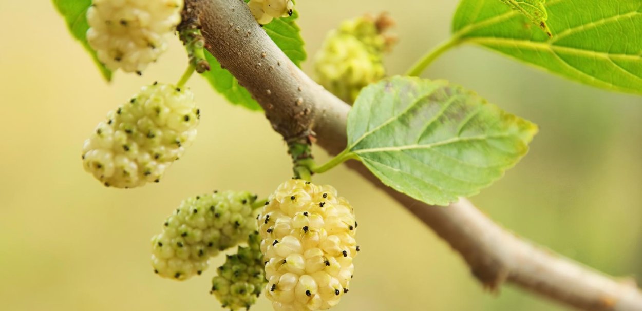 Соцветие шелковицы