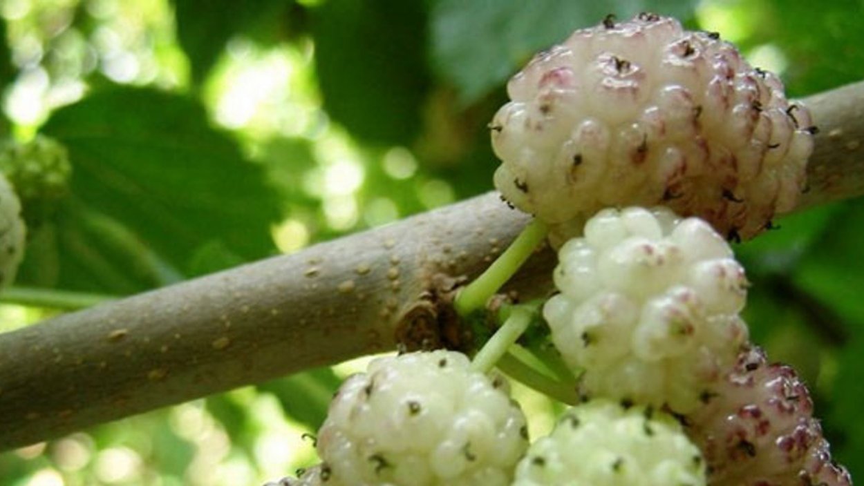 Тутовник Памирский