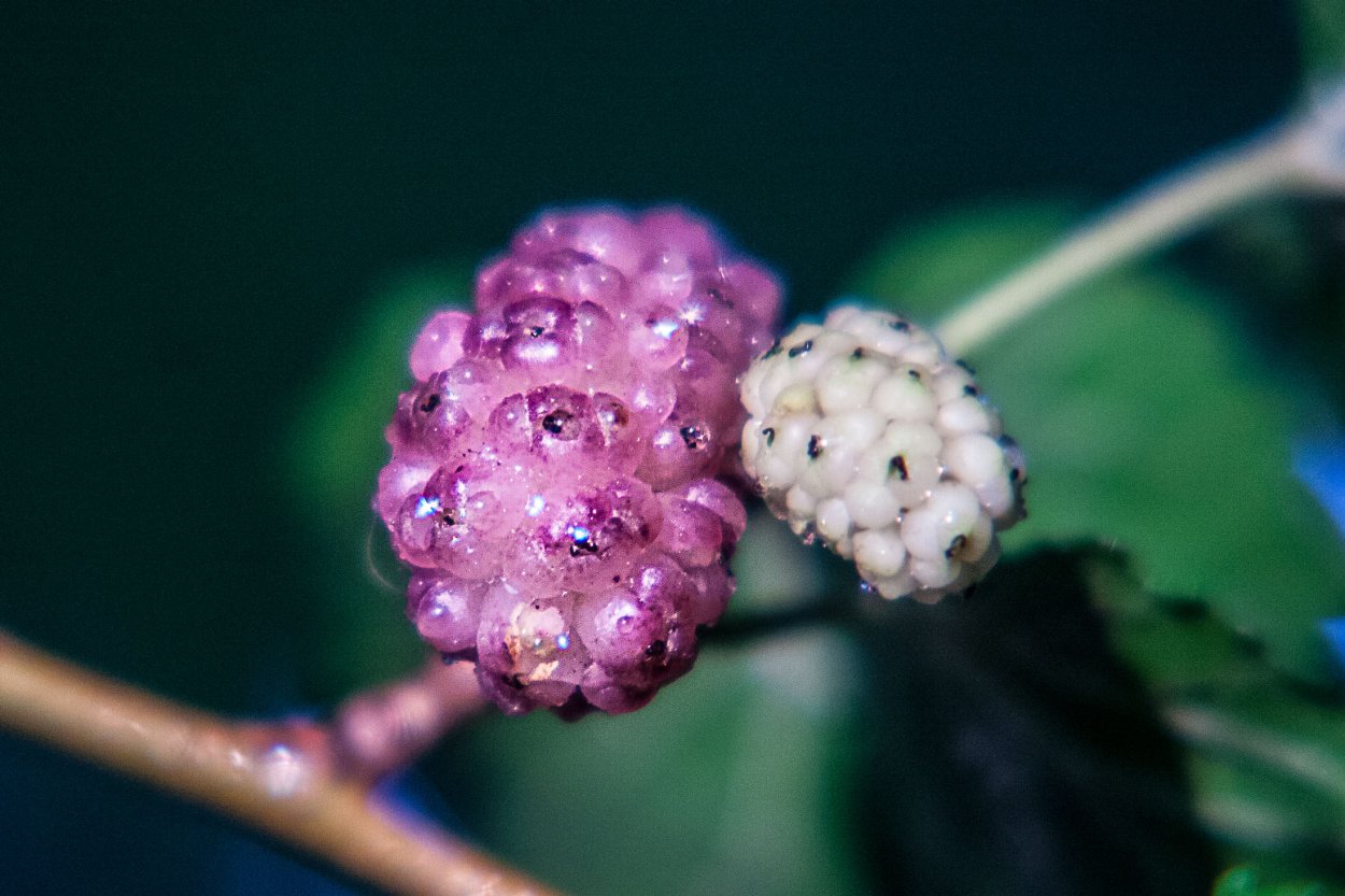 Шелковица цветение