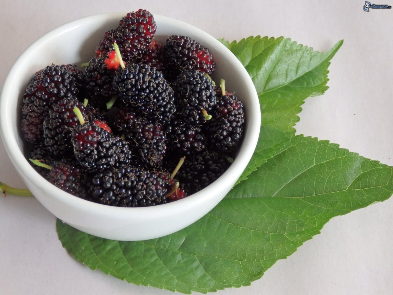 Шелковица дерево Крым