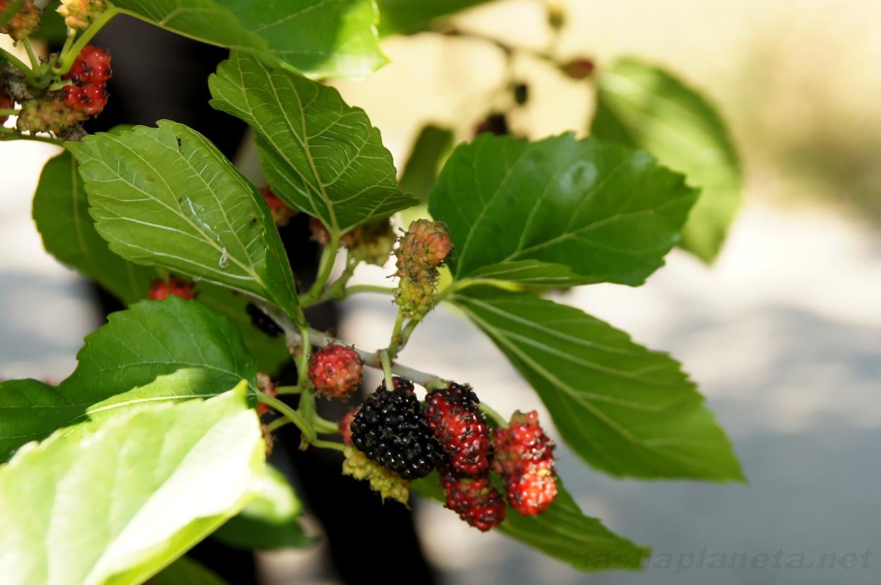 Шелковица красная дерево