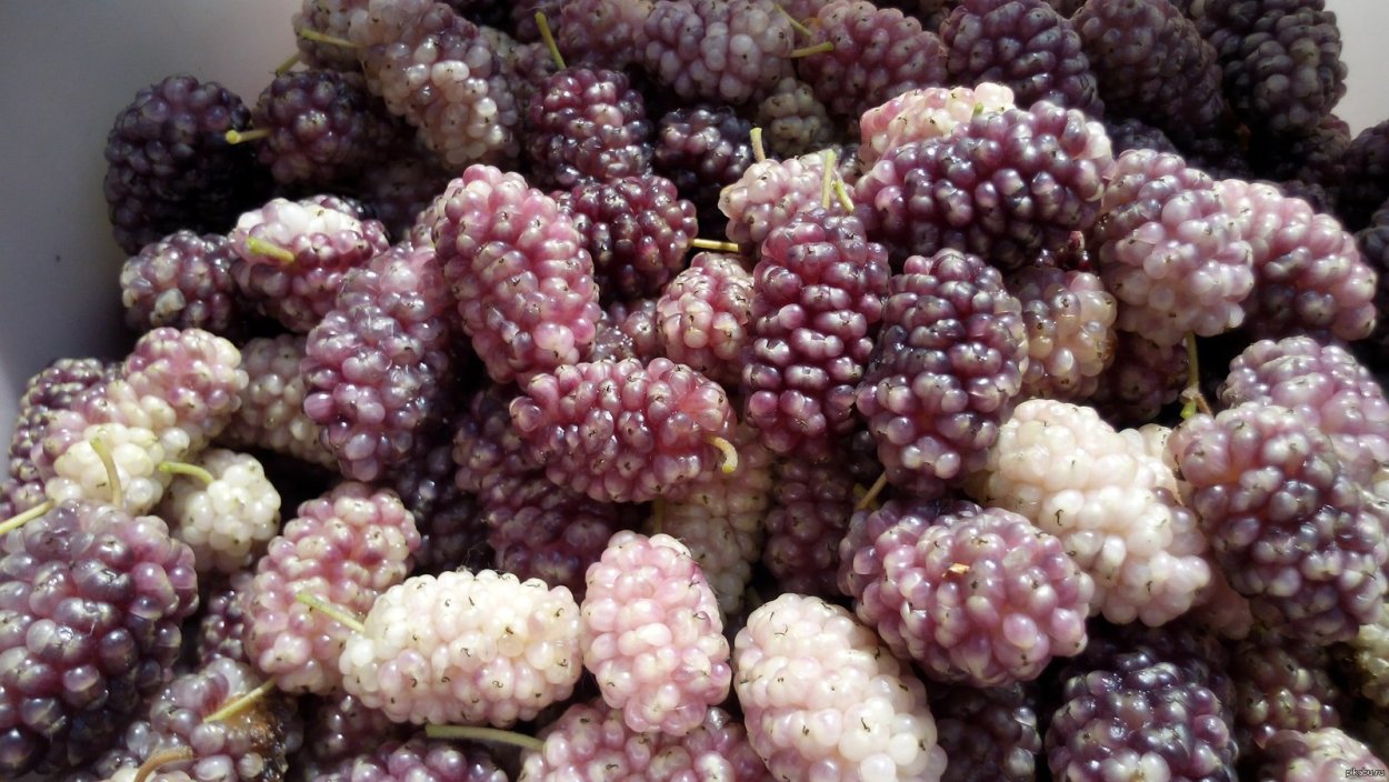 Шелковица розовая Смоленская