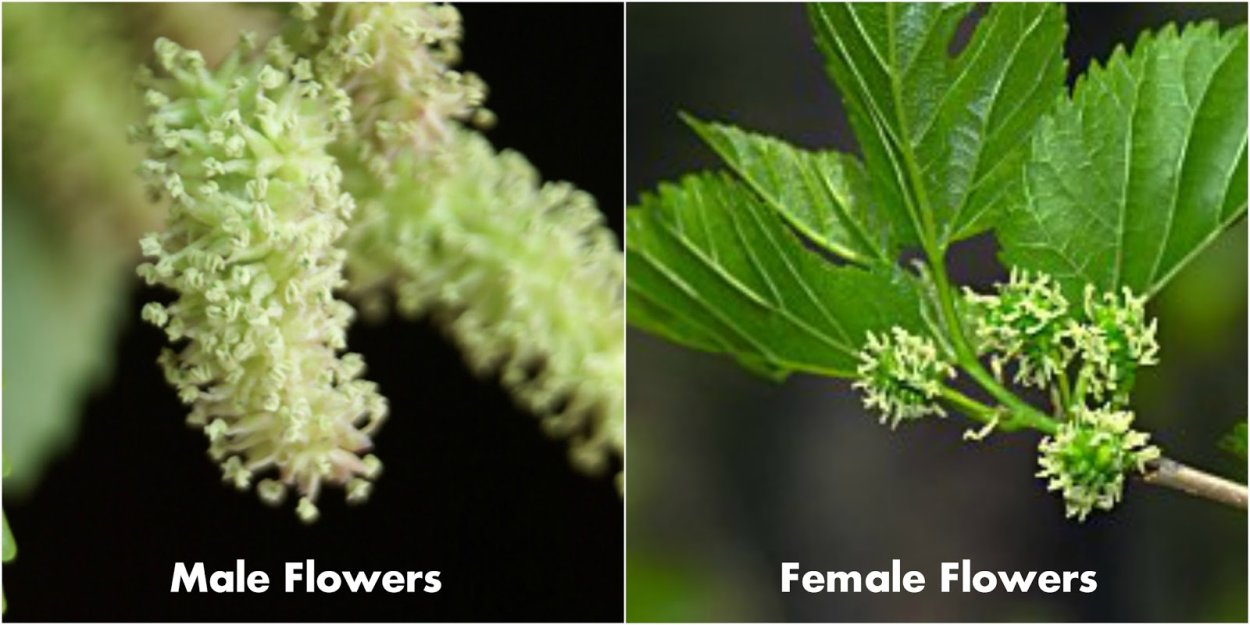 Цветы шелковицы мужские и женские