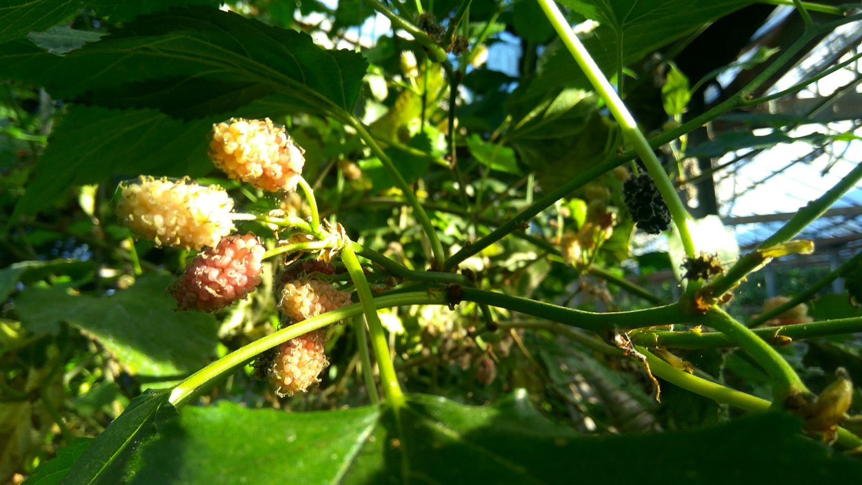 Шелковица макрофила