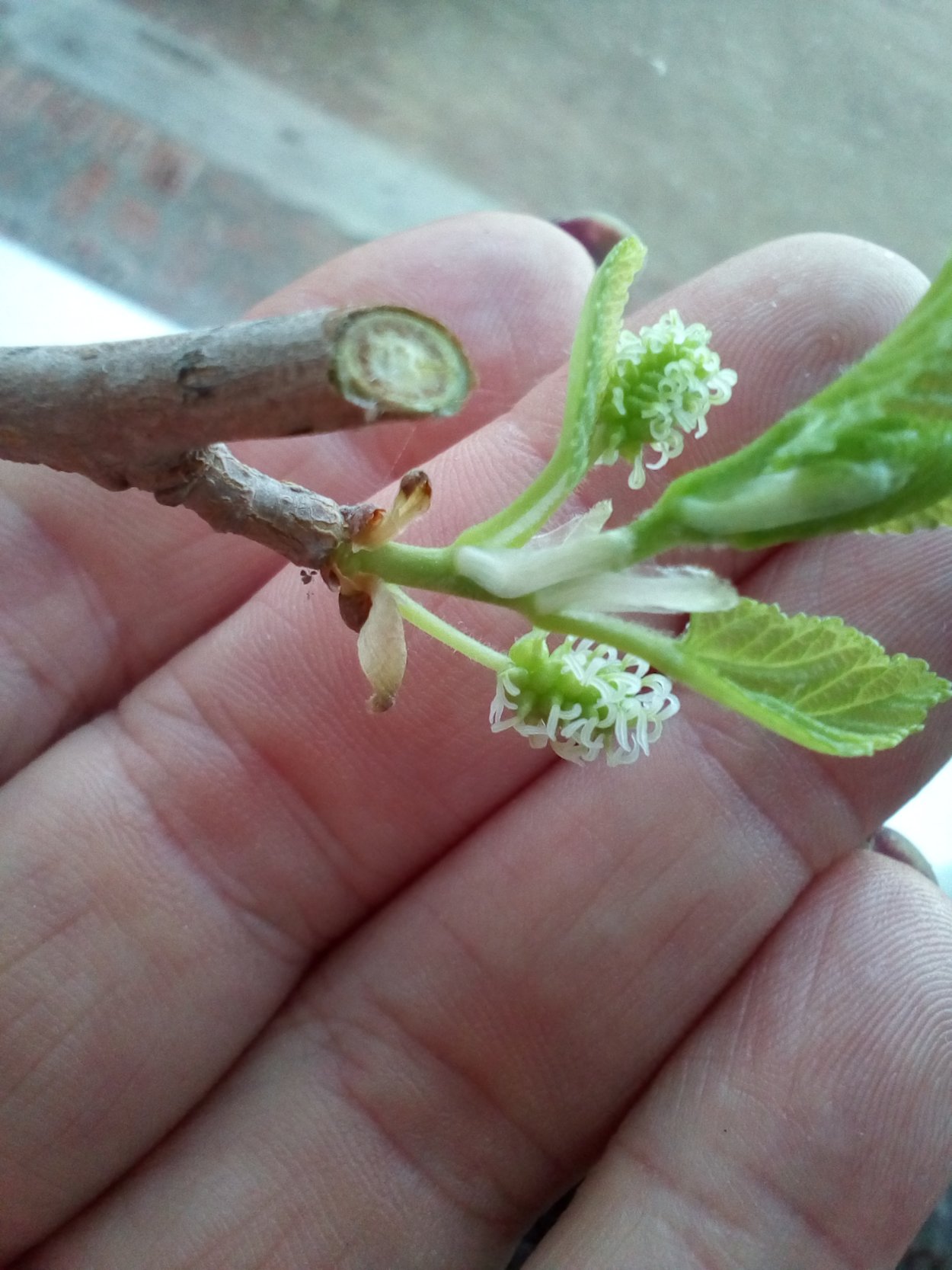 Шелковица белая