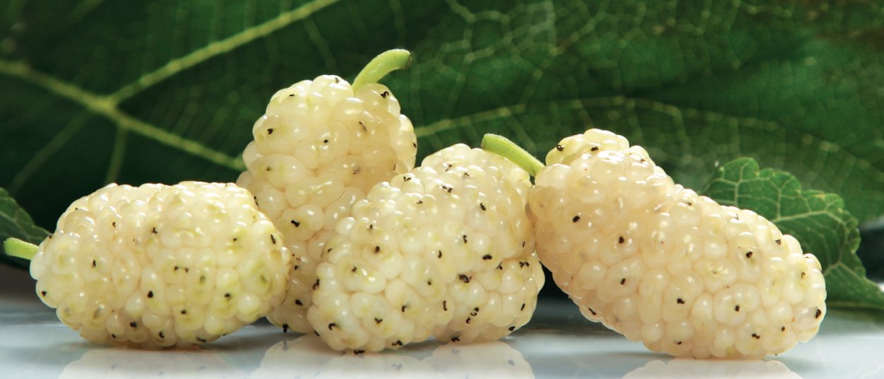 Армянский тутовник