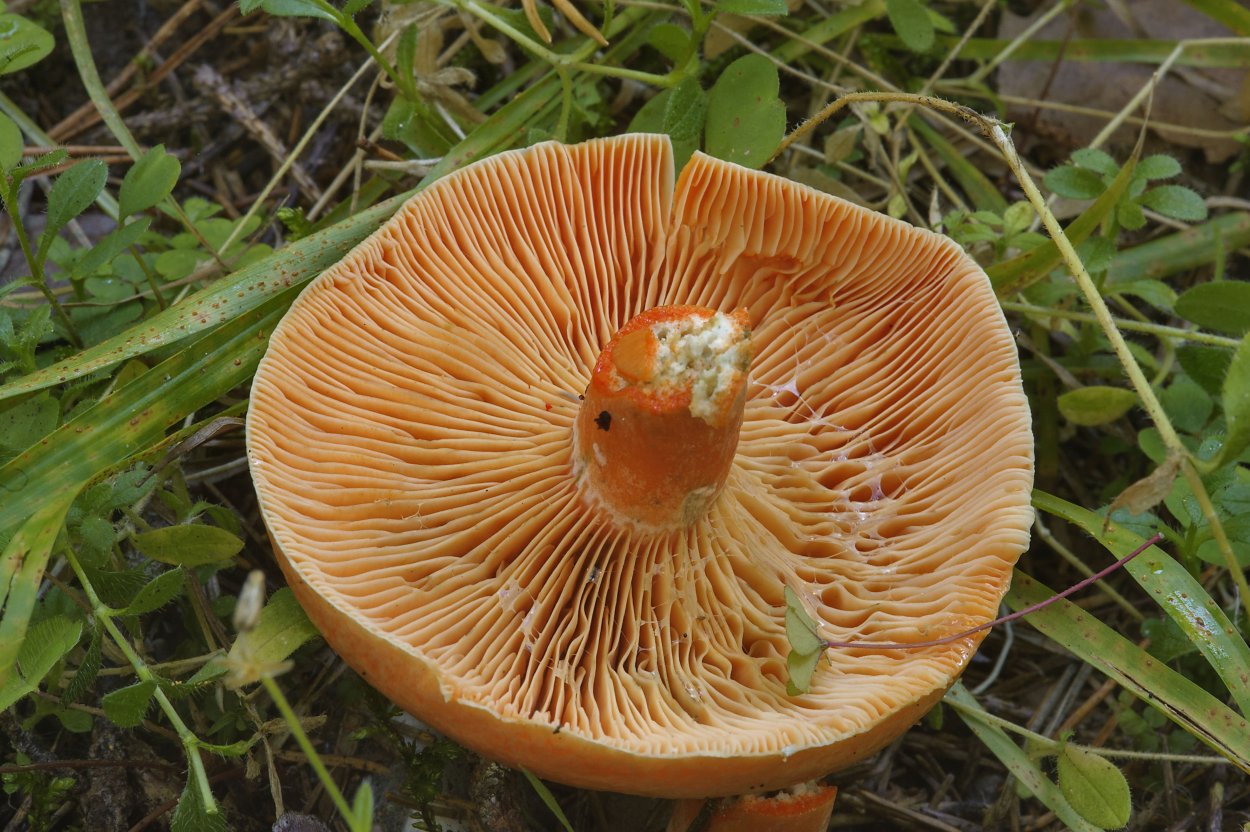 Рыжик Сосновый/Боровой (Lactarius deliciosus);